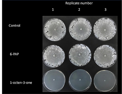 Inducible volatile chemical signalling drives antifungal activity of Trichoderma hamatum GD12 during confrontation with the pathogen Sclerotinia sclerotiorum