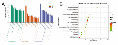 Exploring the mechanism of Panax Notoginseng in the treatment of skin wound based on network pharmacology and experimental verification
