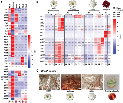 Pathogen-induced red pigmentation uncovers a conserved floral defense in Asteraceae