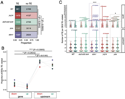 Transcriptomic Insights into the Epigenetic Modulation of Turnip Mosaic Virus Evolution in Arabidopsis thaliana