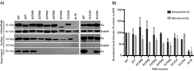 Specific determinants of the Transmembrane region of the Andes virus Gc glycoprotein drive the transition from membrane hemifusion to pore formation