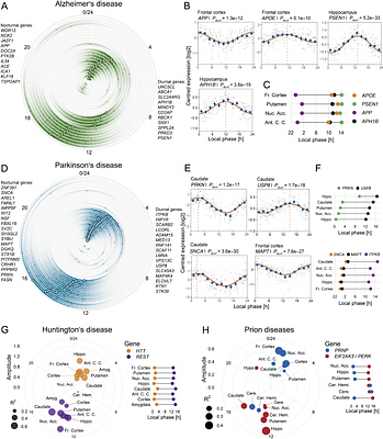 Local clocks within human tissues reveal widespread 24-hour rhythms in gene expression