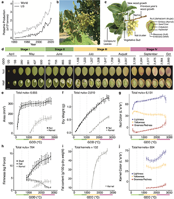In a nutshell: pistachio genome and kernel development
