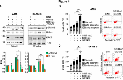 R-Ras coordinates reciprocal activation of ERK5 and ERK1/2 under single pathway inhibition in melanoma