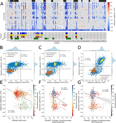 Predicting antifolate resistance in the unculturable fungal pathogen Pneumocystis jirovecii