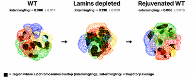 Reversing aging-like 3D genome disorganization in a Drosophila interphase model