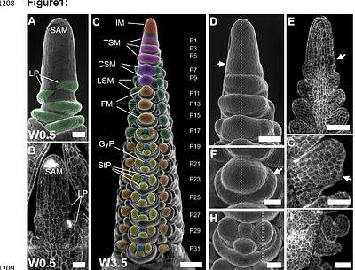 Imputation integrates single-cell and spatial gene expression data to resolve transcriptional networks in barley shoot meristem development