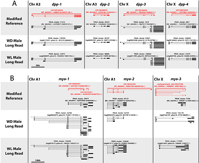 New gene annotations for three pea aphid genome assemblies allow comparative analyses of genes and gene family evolution