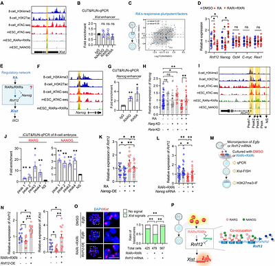 Retinoic acid resolves the conflict between X-chromosome inactivation and pluripotency program in female cleavage-stage embryos