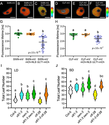 The bivalent epigenetic regulator ULTRAPETALA1 promotes the Arabidopsis floral transition via recruitment of Polycomb histone methyltransferases for H3K27me3 deposition at the FLC locus