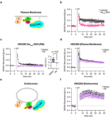 Conformational biosensors delineate endosomal G protein regulation by GPCRs