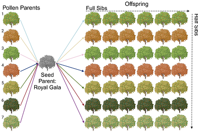 Development of an open-pollinated genetic mapping framework to facilitate the identification of QTL in apples