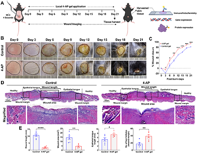 Topical Delivery of 4-Aminopyridine Enhances Skin Regeneration in Burn Wounds