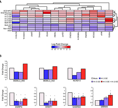 Histone H1 Variants Regulate Neurodevelopmental Transcriptional Programs in Autism with 16p11.2 deletion