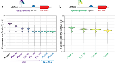 Modulating gene expression and protein secretion in the bacterial predator Bdellovibrio bacteriovorus