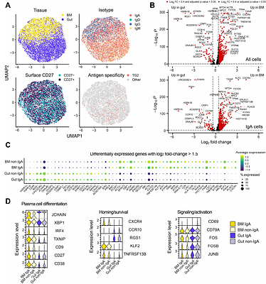 Distinct systemic and gut IgA responses to bacteria of the human upper gastrointestinal tract