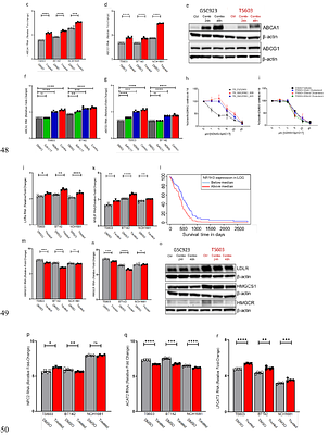 Targeting the sphingolipid rheostat in IDH1mut glioma alters cholesterol homeostasis and triggers apoptosis via membrane degradation