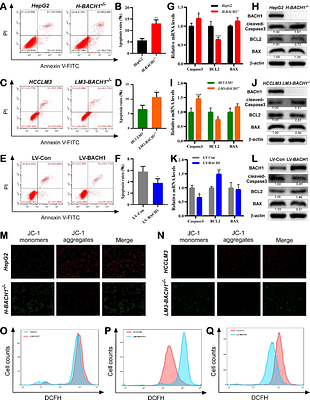 BACH1 promotes hepatocellular carcinoma progression by targeting PDP1 towards the PI3K-AKT-mTOR signaling activation