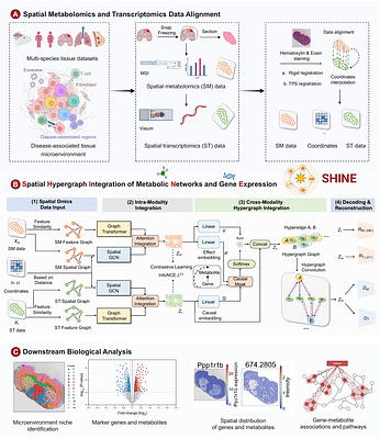 SHINE: Decoding transcriptional-metabolic microenvironments through higher-order spatial integration