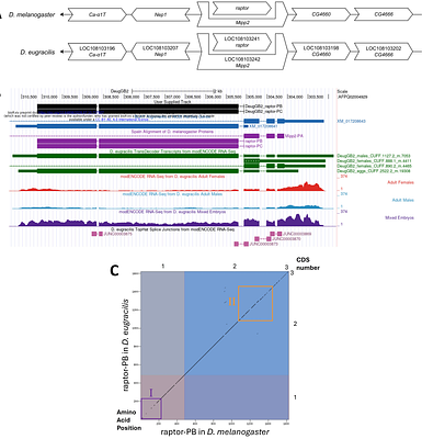 Gene model for the ortholog of raptor in Drosophila eugracilis