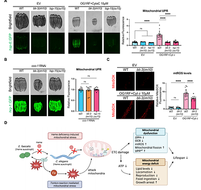 The UPRMT is a critical mediator of nutrient immunity
