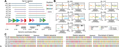 Evolutionary instability drives structural diversity and disease susceptibility at the 16p12.2 locus