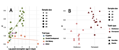 The phylogenetic signal in primate ontogenies, with special attention to dental development