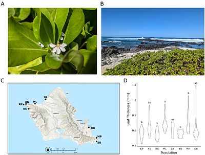 Island-wide population genomic analysis of the coastal shrub, beach naupaka (Scaevola taccada L.), on Oahu
