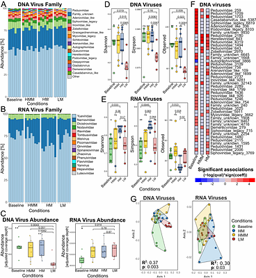 Infauna selectively enhance DNA virus diversity and activity in marine sediments