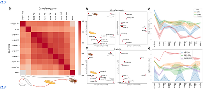 Temporal dynamics of gene expression during metamorphosis in two distant Drosophila species