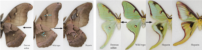 On wing pattern and wing shape evolution in Giant Silk Moths: Lessons from wing development in Luna and Polyphemus Moths
