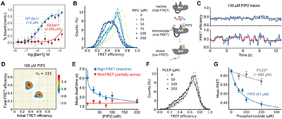 Membrane phosphoinositides allosterically tune β-arrestin dynamics to facilitate GPCR core engagement