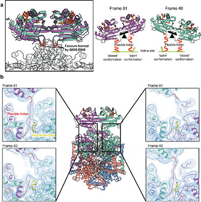 Time-resolved cryo-EM reveals conformational trajectory of allosteric activation in isocitrate lyase