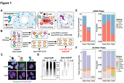 Mapping RNA-Protein Interactions with Subcellular Resolution Using Colocalization CLIP