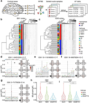 Cell-type-resolved somatic mosaicism reveals clonal dynamics of the human forebrain