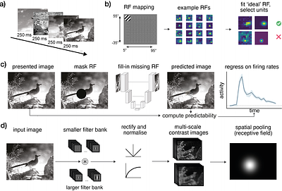 Higher-level spatial prediction in natural vision across mouse visual cortex