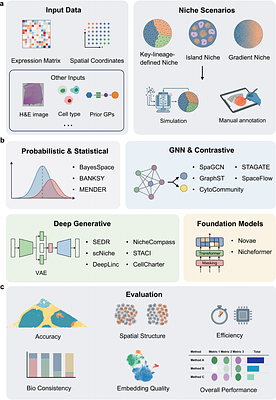 Benchmarking niche identification via domain segmentation for spatial transcriptomics data