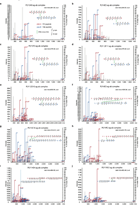 Structural profiling of the pneumolysin epitope landscape uncovers a cross-species neutralising site across cholesterol-dependent cytolysins