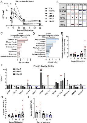 Calcium-Activated Sarcomere Contractility Drives Cardiomyocyte Maturation and the Response to External Mechanical Cues but is Dispensable for Sarcomere Formation
