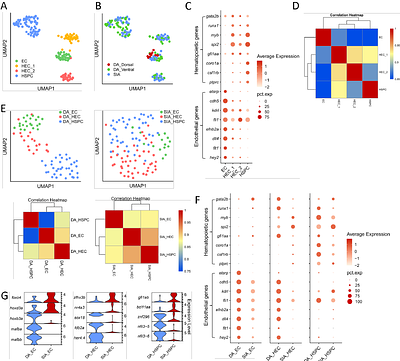 Bona fide hematopoietic stem cells in zebrafish originate from the supra-intestinal artery