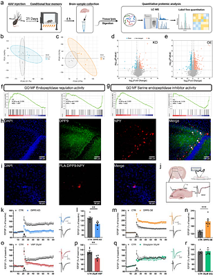 Hippocampal Dipeptidyl Peptidase 9 Bilaterally Modulates Memory via its Enzymatic Activity