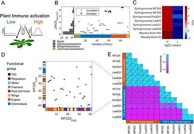 Specialization of independently acquired flagellar FliC proteins in plant-associated Sphingomonas balances swimming and immunogenicity