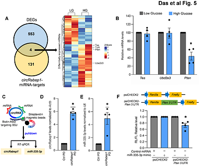 Glucose-regulated circular RNA Rabep1 regulates pancreatic beta-cell growth by modulating miR-335-3p/PTEN axis