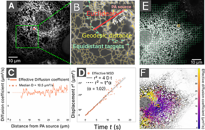 Analyzing photoactivation with diffusion models to study transport in the Endoplasmic Reticulum network