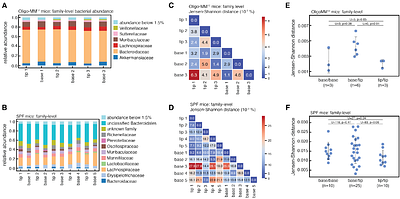 Emergent spatial structure in the gut microbiota is driven by bacterial growth and gut contractions