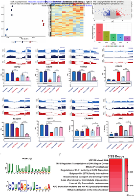 Targeting the 3 splice site by a decoy oligonucleotide attenuates U2AF1 splicing activity and inhibits leukemia