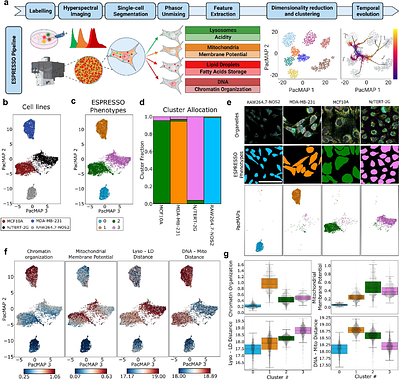 ESPRESSO: Spatiotemporal omics based on organelle phenotyping