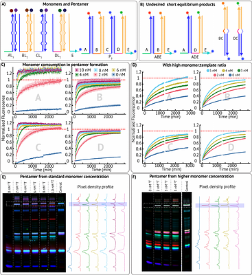 Far-from-equilibrium assembly of multimers through DNA-based catalytic templating