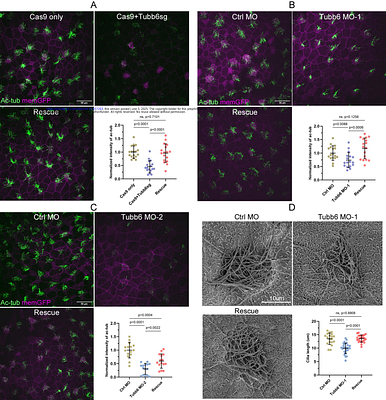 A Cell Type-Specific Role for Tubb6 in Ciliogenesis of Xenopus Epidermal Multiciliated Cells