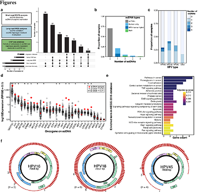 Allele-specific chromatin modifications of HPV-associated extrachromosomal DNAs in cervical cancer